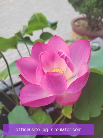 传统豪门转会窗口规划，补强顺序与预算分配并重